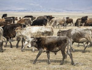 Yeni Zelanda, çiftlik hayvanlarının metan gazına çözüm arıyor