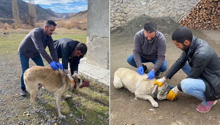 Kars’ta bir köy kuduz nedeniyle karantinaya alındı