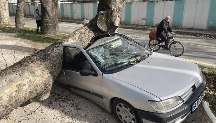 Sakarya’da lodosta devrilen ağaç otomobillere zarar verdi