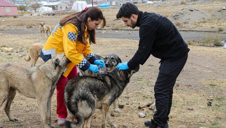 Van’da 5 bin köpeğe kuduz aşısı yapıldı