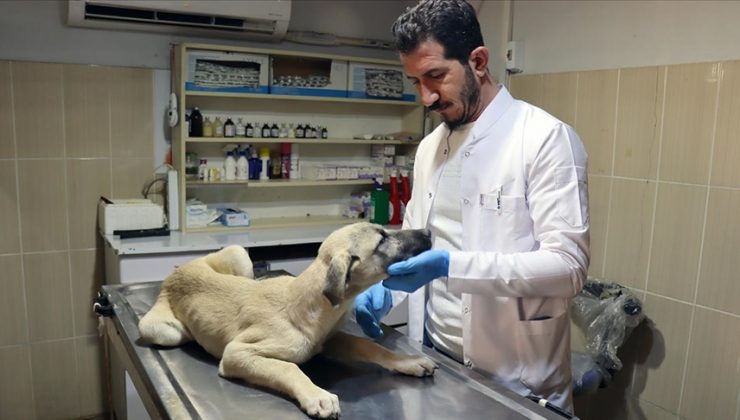 Adıyaman’da sahipsiz hayvanlara kuduz aşısı yapılıyor