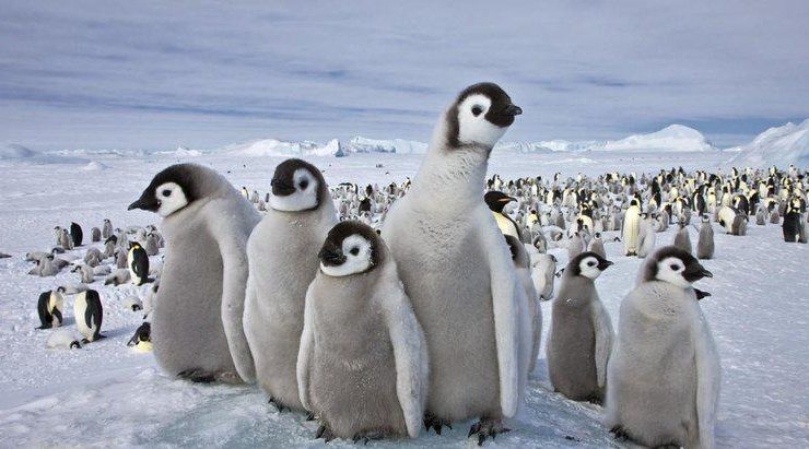 Antarktika’daki bitki ve hayvanlar yok olacak