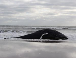 Dev balina Jersey Shore sahiline vurdu