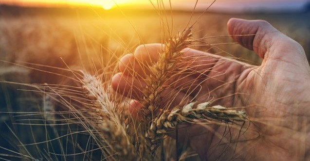 Dünya Çiftçiler Günü İpsala Ovası’nda tarlaya çeltik tohumu saçılarak kutlandı