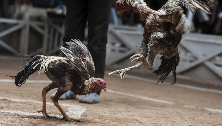 ABD’de horoz dövüşü davasında 7 kişiye hapis cezası