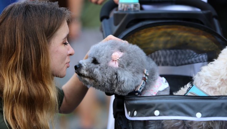 ABD’de köpek gribi salgını