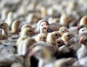 Japonya’da kuş gribinden dolayı öldürülen tavukları gömecek yer kalmadı