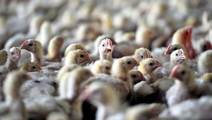 Japonya’da kuş gribinden dolayı öldürülen tavukları gömecek yer kalmadı