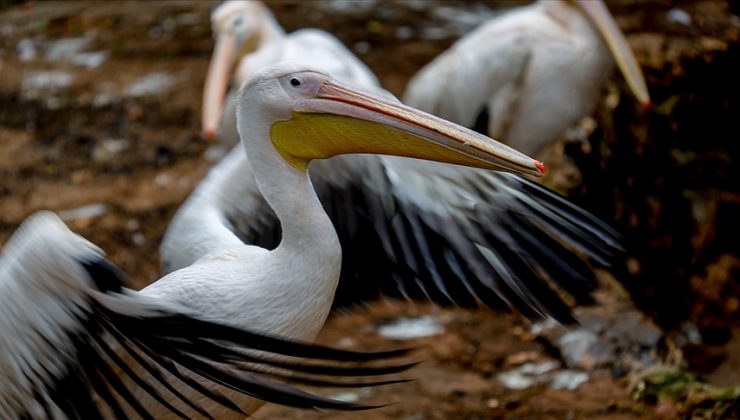 Peru’da kuş gribi: 13 bin pelikan öldü