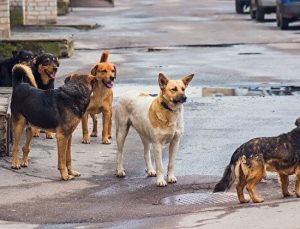 MAZLUMDER’den “sahipsiz başıboş köpekler” raporu