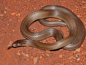 Avustralya’da yılan can aldı