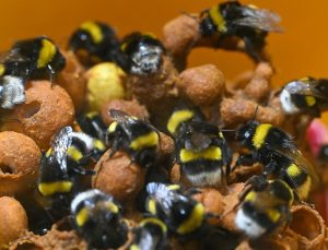 Bombus arıları artık Van’da