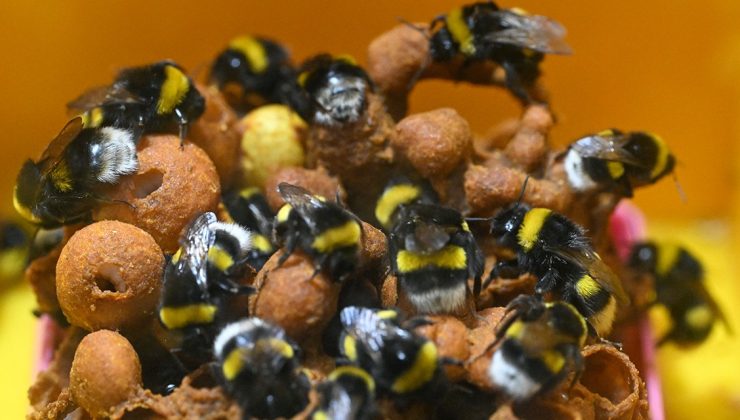 Bombus arıları artık Van’da