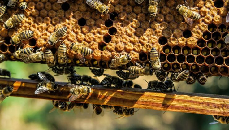 ABD Tarım Bakanlığı, arı aşısını onayladı