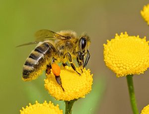 Mevsim değişimleri arıları öldürüyor!