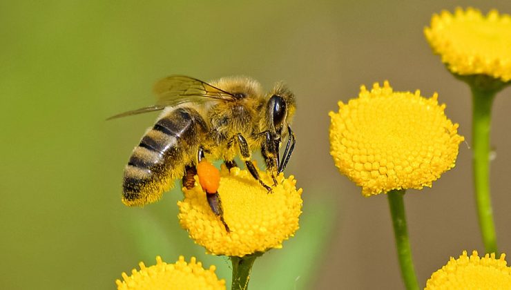 Mevsim değişimleri arıları öldürüyor!