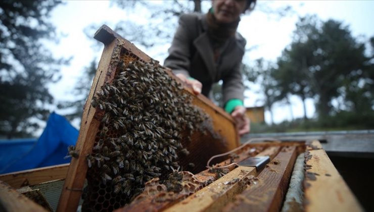 Arı popülasyonunda kayıp tehlikesi