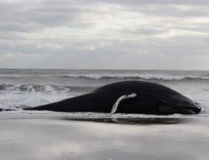 Jersey Sahili’nde 7’nci ölü balina!