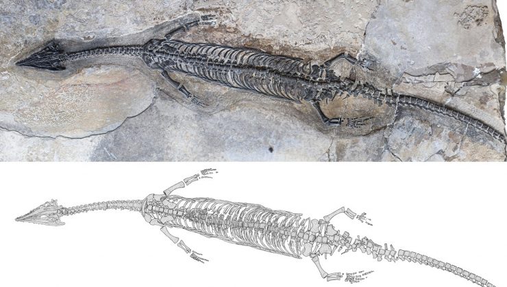 244 milyon yıl önce yaşamış Garip Luoping Dinozoru keşfedildi