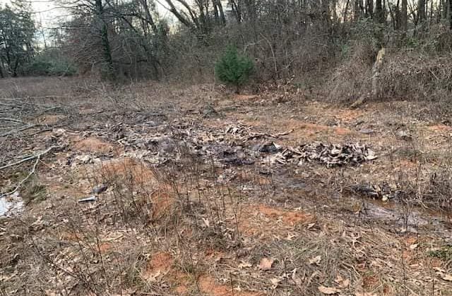 Arkansas’ta yüzlerce geyik leşi boş araziye atıldı