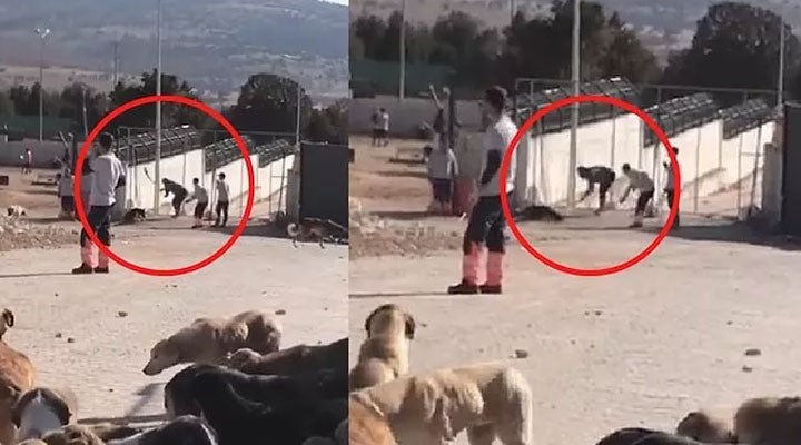 Köpek öldüren sanıklara 1 yıl 3’er ay hapis cezası