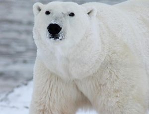 ABD’de kutup ayısı anne ve çocuğunu öldürdü