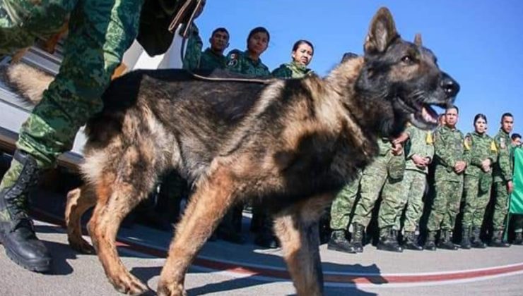 Meksika’nın arama kurtarma köpeği  Proteo hayatını kaybetti