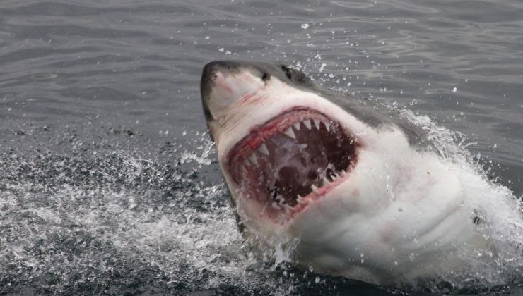Genç kız vahşi köpekbalığı saldırısında hayatını kaybetti