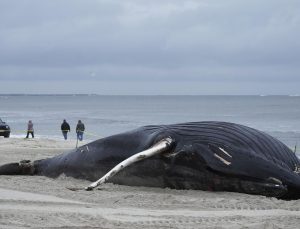 Balinalar ölüyor: New York’ta bir balina daha sahile vurdu