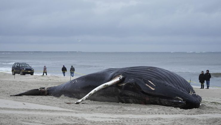Balinalar ölüyor: New York’ta bir balina daha sahile vurdu