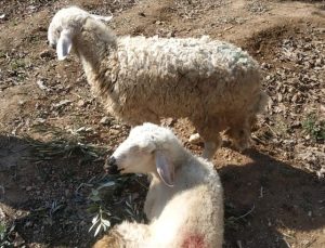 Enkazda 17 gün mahsur kalan koyunlar kurtarıldı