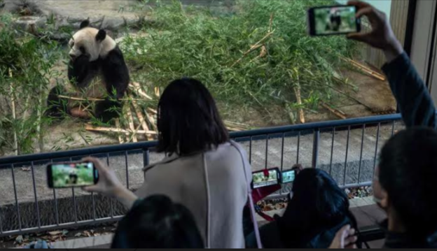 Japonya, Çin’e geri gönderilecek dört pandaya veda ediyor