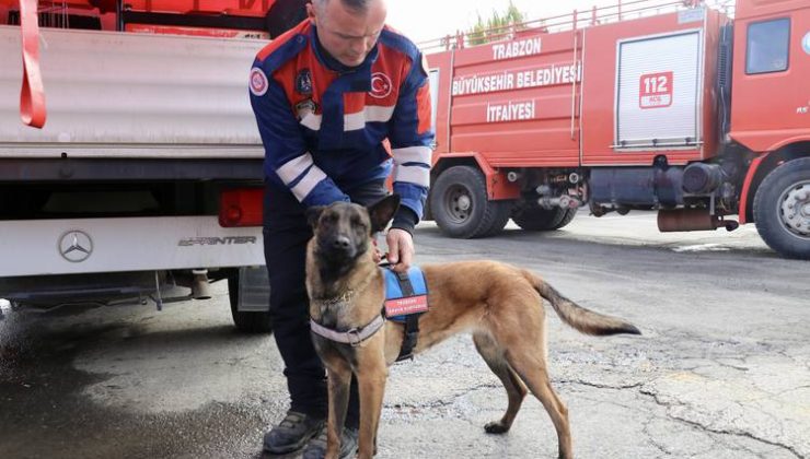 Arama kurtarma köpeği Rita, deprem bölgesinde 3 kişi ile bir kediyi kurtardı