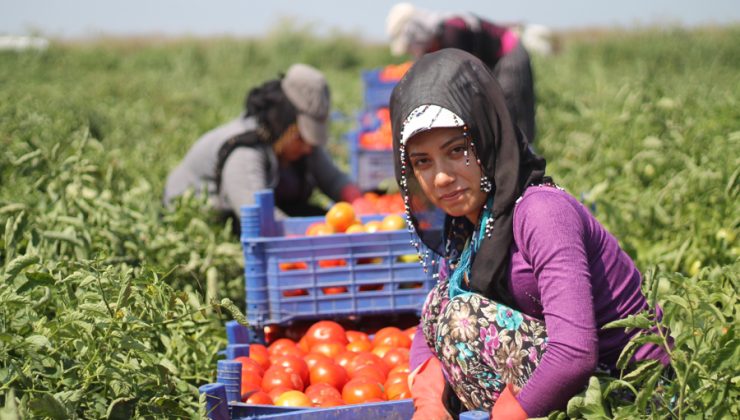 TÜİK’ten ‘kadın ırgat’ raporu: İzmir sınıfta kaldı!