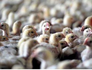ABD’de kuş gribine karşı tavukları aşılama planı