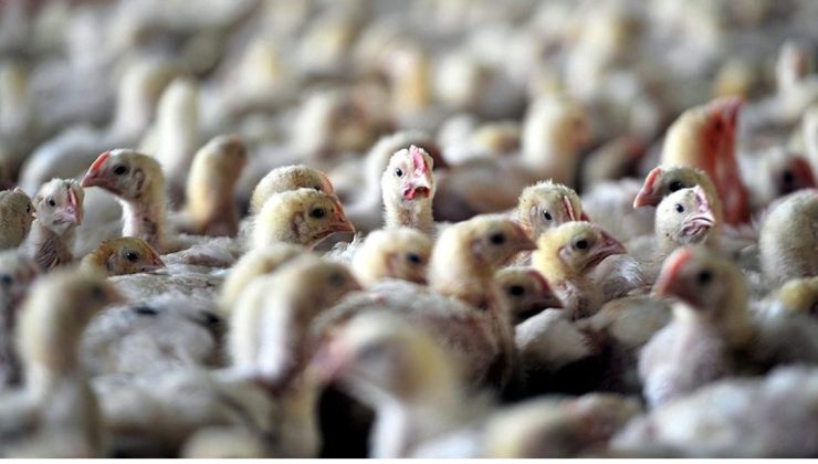ABD’de kuş gribine karşı tavukları aşılama planı