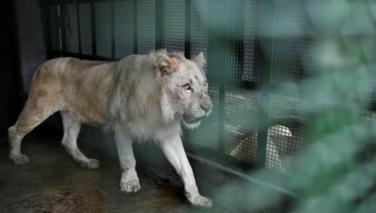 Tanzanya’da 12 yaşındaki aslan, genç aslanlar tarafından öldürüldü