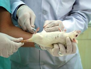 PETA’dan Pentagon’a ‘Havana sendromu’ için hayvan testlerini durdur talebi
