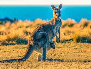 Avustralya’da kanguru itlafı tartışmaları büyüyor