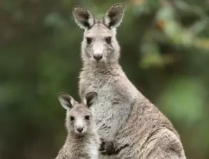 5 milyon kanguru için ‘vur izni’