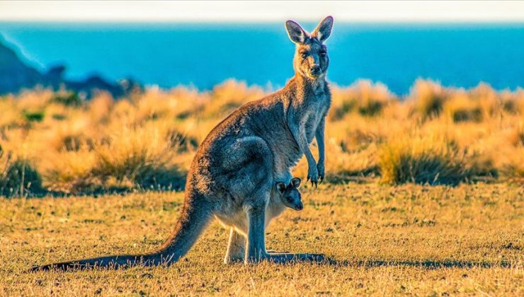 Avustralya’da kanguru itlafı tartışmaları büyüyor