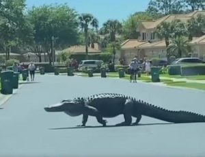 Florida’daki dev timsah sokağa çıktı