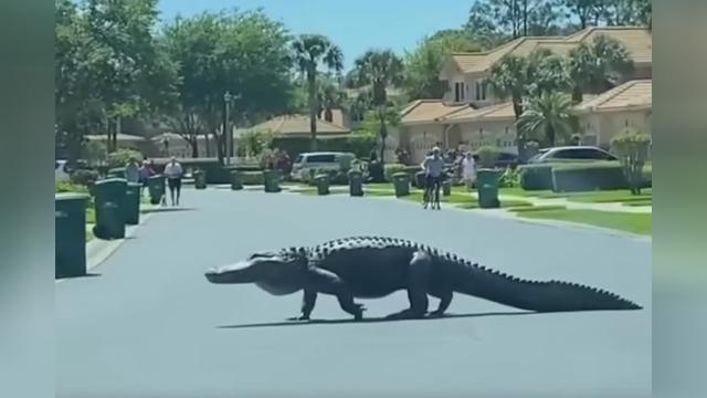 Florida’daki dev timsah sokağa çıktı