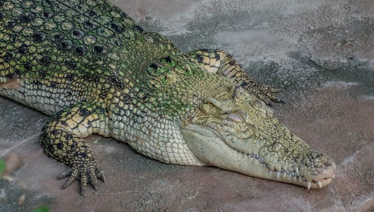 Çalıntı yumurtadan çıkan timsaha hayvanat bahçesi el koydu