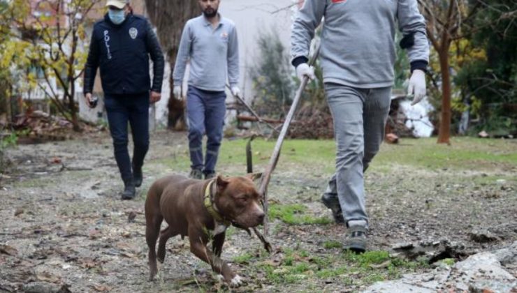 Yasak ırk köpeği ağızlıksız gezdiren kişiye 33 bin 399 lira ceza kesildi