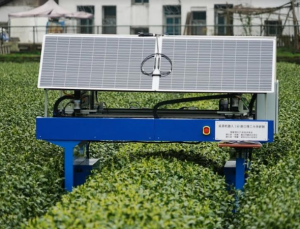 Çin’de çay hasadını güneş panelleriyle çalışan robotlar yapıyor