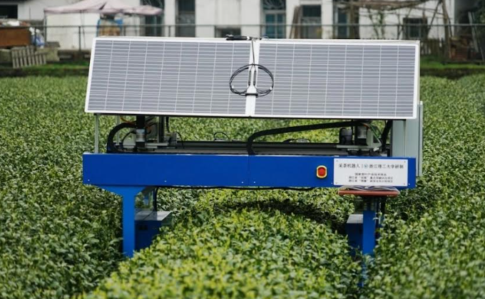 Çin’de çay hasadını güneş panelleriyle çalışan robotlar yapıyor