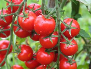 Rusya’ya domates ihracatında kota 350 bin tondan 500 bin tona çıkarıldı