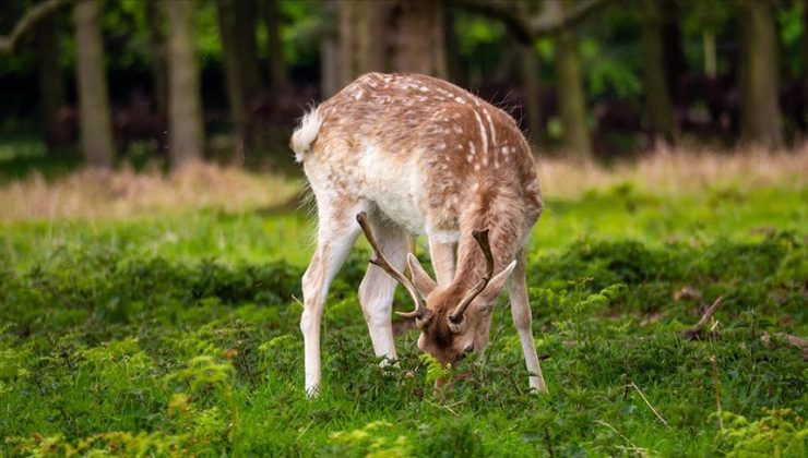 İngiltere’de geyik sorunu: Popülasyonu 2 milyona ulaştı
