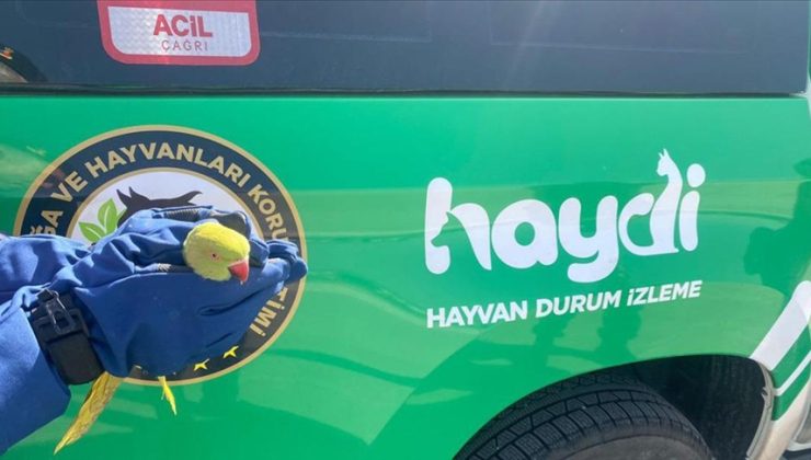 Anadolu Otoyolu’nda yolcu otobüsünde 9 istilacı yeşil papağan ele geçirildi
